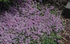 Splendens Purple Creeping Thyme - (Thymus Praecox) - 5 Pack Of Quart Pots -Breeze Sprout Sales Thymus Praecox Splendens 4