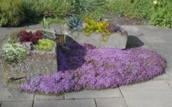 Splendens Purple Creeping Thyme - (Thymus Praecox) - 5 Pack Of Quart Pots -Breeze Sprout Sales Thymus Praecox Splendens 5