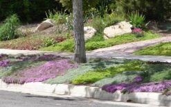 Woolly Creeping Thyme (Thymus Lanuginosis) - 10 Pack Of Pint Pots 18 Woolly Creeping Thyme (Thymus Lanuginosis) - 10 Pack Of Pint Pots -Breeze Sprout Sales Thymus mixture 1 2