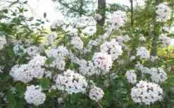 Juddi Fragrant Snowball Viburnum - 2 Gallon Pot 8 Juddi Fragrant Snowball Viburnum - 2 Gallon Pot -Breeze Sprout Sales Viburnum Judd 2