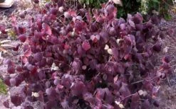 Juddi Fragrant Snowball Viburnum - 2 Gallon Pot 9 Juddi Fragrant Snowball Viburnum - 2 Gallon Pot -Breeze Sprout Sales Viburnum Judd 5