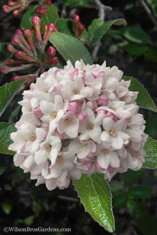 Juddi Fragrant Snowball Viburnum - 2 Gallon Pot 1 Juddi Fragrant Snowball Viburnum - 2 Gallon Pot