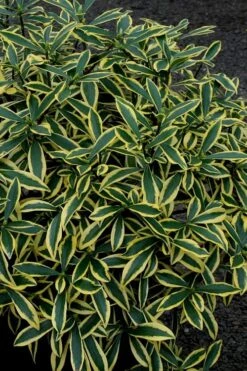 Marianni Variegated Pink Winter Daphne - 1 Gallon Pot -Breeze Sprout Sales Winter Daphne Marianni 2