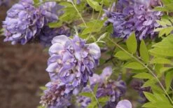 Amethyst Falls Wisteria Vine - 3 Gallon Pot -Breeze Sprout Sales Wisteria Amethyst Falls 50 2
