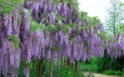 Fragrant Royal Purple Wisteria Vine - 5 Gallon Pot -Breeze Sprout Sales Wisteria Royal Purple 4