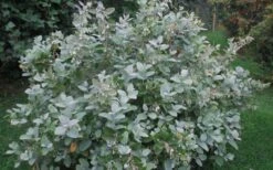 Woodlanders Blue Dusty Zenobia (Honeycup) - 3 Gallon Pot -Breeze Sprout Sales Zenobia Woodlanders Blue 20