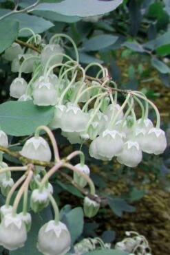 Woodlanders Blue Dusty Zenobia (Honeycup) - 3 Gallon Pot -Breeze Sprout Sales Zenobia Woodlanders Blue 7