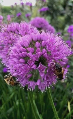 Millenium Allium (Ornamental Onion) - 6 Pack Of 1 Gallon Pots -Breeze Sprout Sales allium millenium 10