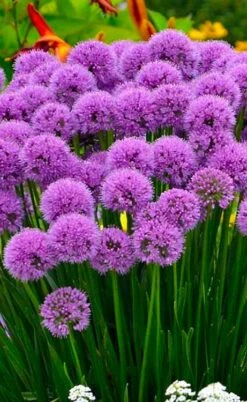 Millenium Allium (Ornamental Onion) - 1 Gallon Pot