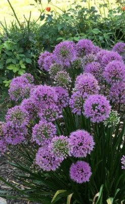Millenium Allium (Ornamental Onion) - 6 Pack Of 1 Gallon Pots -Breeze Sprout Sales allium millenium 2