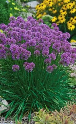 Millenium Allium (Ornamental Onion) - 6 Pack Of 1 Gallon Pots -Breeze Sprout Sales allium millenium 3