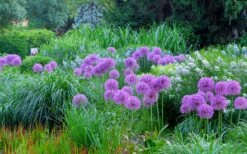 Millenium Allium (Ornamental Onion) - 1 Gallon Pot -Breeze Sprout Sales allium millenium 4 1