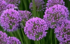 Millenium Allium (Ornamental Onion) - 6 Pack Of 1 Gallon Pots -Breeze Sprout Sales allium millenium 5