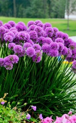 Millenium Allium (Ornamental Onion) - 6 Pack Of 1 Gallon Pots -Breeze Sprout Sales allium millenium 6