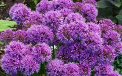 Millenium Allium (Ornamental Onion) - 6 Pack Of 1 Gallon Pots -Breeze Sprout Sales allium millenium 9