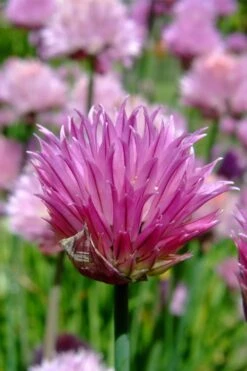 Chives Plant (Allium Schoenoprasum) - 5 Pack Of Quart Pots -Breeze Sprout Sales allium schoenprasum chives 2