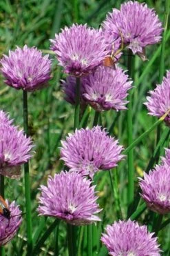 Chives Plant (Allium Schoenoprasum) - 5 Pack Of Quart Pots -Breeze Sprout Sales allium schoenprasum chives 3