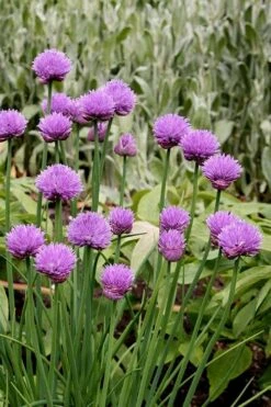 Chives Plant (Allium Schoenoprasum) - 5 Pack Of Quart Pots -Breeze Sprout Sales allium schoenprasum chives 4