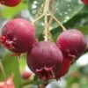 Shadblow Serviceberry Tree (Amelanchier Canadensis) - 5 Gallon Pot