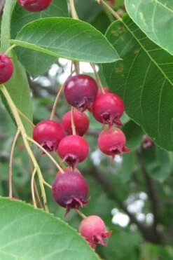 Shadblow Serviceberry Tree (Amelanchier Canadensis) - 5 Gallon Pot -Breeze Sprout Sales amelanchier arborea shadblow serviceberry berries 3