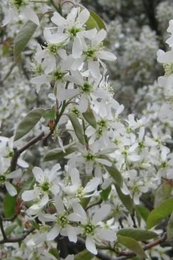 Shadblow Serviceberry Tree (Amelanchier Canadensis) - 5 Gallon Pot -Breeze Sprout Sales amelanchier arborea shadblow serviceberry flowers 4