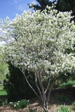Shadblow Serviceberry Tree (Amelanchier Canadensis) - 5 Gallon Pot -Breeze Sprout Sales amelanchier arborea shadblow serviceberry tree 2