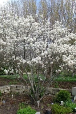 Shadblow Serviceberry Tree (Amelanchier Canadensis) - 5 Gallon Pot -Breeze Sprout Sales amelanchier arborea shadblow serviceberry tree 3