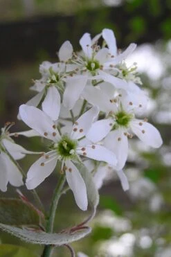 Autumn Brilliance Serviceberry Tree - 1 Gallon Pot 13 Autumn Brilliance Serviceberry Tree - 1 Gallon Pot -Breeze Sprout Sales amelanchier grandiflora autumn brilliance serviceberry 1 1