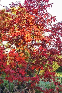 Autumn Brilliance Serviceberry Tree - 7 Gallon Pot (4-5') -Breeze Sprout Sales amelanchier grandiflora autumn brilliance serviceberry 3