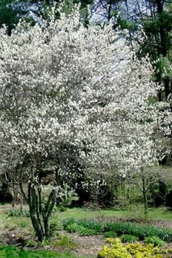 Autumn Brilliance Serviceberry Tree - 1 Gallon Pot 16 Autumn Brilliance Serviceberry Tree - 1 Gallon Pot -Breeze Sprout Sales amelanchier grandiflora autumn brilliance serviceberry 5 1