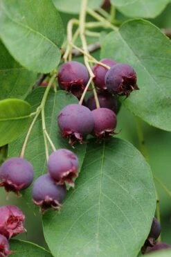 Autumn Brilliance Serviceberry Tree - 1 Gallon Pot 12 Autumn Brilliance Serviceberry Tree - 1 Gallon Pot -Breeze Sprout Sales amelanchier grandiflora autumn brilliance serviceberry 8 1