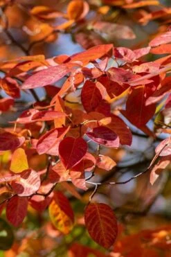 Autumn Brilliance Serviceberry Tree - 7 Gallon Pot (4-5') -Breeze Sprout Sales amelanchier grandiflora autumn brilliance serviceberry 9