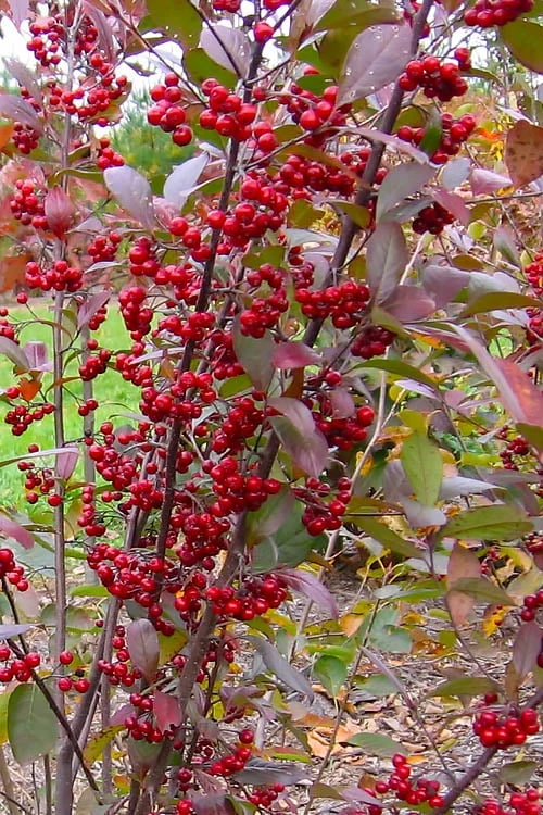 Brilliantissima Aronia (Red Chokeberry) - 3 Gallon Pot 5 Brilliantissima Aronia (Red Chokeberry) - 3 Gallon Pot - Image 5