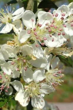 Brilliantissima Aronia (Red Chokeberry) - 3 Gallon Pot 10 Brilliantissima Aronia (Red Chokeberry) - 3 Gallon Pot -Breeze Sprout Sales aronia arbutifolia brilliantissima red chokeberry 5
