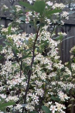 Brilliantissima Aronia (Red Chokeberry) - 3 Gallon Pot 13 Brilliantissima Aronia (Red Chokeberry) - 3 Gallon Pot -Breeze Sprout Sales aronia arbutifolia brilliantissima red chokeberry 8