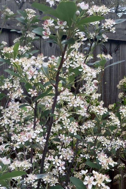 Brilliantissima Aronia (Red Chokeberry) - 3 Gallon Pot 7 Brilliantissima Aronia (Red Chokeberry) - 3 Gallon Pot - Image 7
