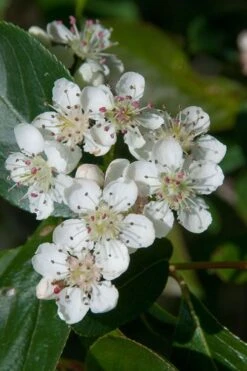 Red Chokeberry (Aronia Arbutifolia) - 3 Pack Of 1.5 Quart Pots -Breeze Sprout Sales aronia arbutifolia red chokeberry 1