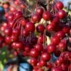 Red Chokeberry (Aronia Arbutifolia) - 3 Pack Of 1.5 Quart Pots