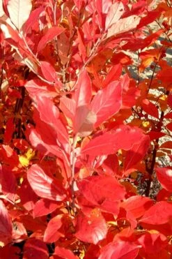 Red Chokeberry (Aronia Arbutifolia) - 3 Gallon Pot -Breeze Sprout Sales aronia arbutifolia red chokeberry 3 2