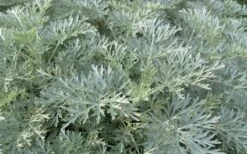 Powis Castle Artemisia - 5 Pack Of Quart Pots -Breeze Sprout Sales artemisia powis castle 1