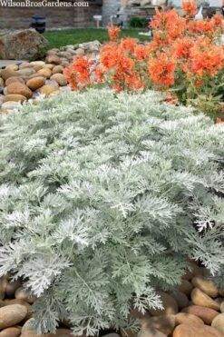 Powis Castle Artemisia - 5 Pack Of Quart Pots