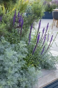 Powis Castle Artemisia - 5 Pack Of Quart Pots -Breeze Sprout Sales artemisia powis castle 4