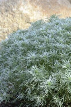 Silver Mound Artemisia - 1 Gallon Pot -Breeze Sprout Sales artemisia schmidtiana silver mound 4 1