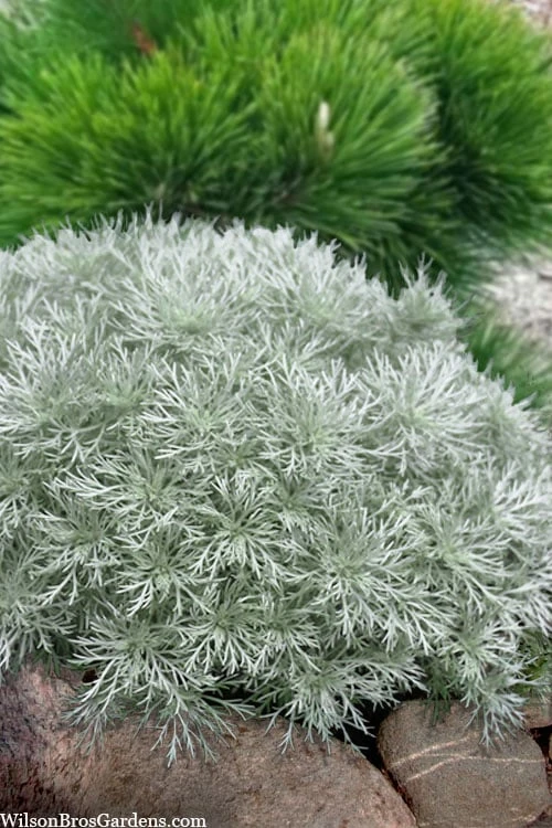 Silver Mound Artemisia - 5 Pack Of Quart Pots 1 Silver Mound Artemisia - 5 Pack Of Quart Pots