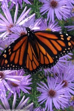 Raydon's Favorite Aromatic Aster (Aster Oblongifolius) - 1 Gallon Pot 13 Raydon's Favorite Aromatic Aster (Aster Oblongifolius) - 1 Gallon Pot -Breeze Sprout Sales aster oblongifolium raydons favorite 11