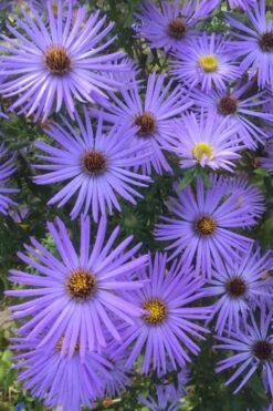 Raydon's Favorite Aromatic Aster (Aster Oblongifolius) - 1 Gallon Pot 15 Raydon's Favorite Aromatic Aster (Aster Oblongifolius) - 1 Gallon Pot -Breeze Sprout Sales aster oblongifolium raydons favorite 4