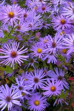 Raydon's Favorite Aromatic Aster (Aster Oblongifolius) - 1 Gallon Pot 16 Raydon's Favorite Aromatic Aster (Aster Oblongifolius) - 1 Gallon Pot -Breeze Sprout Sales aster oblongifolium raydons favorite 7