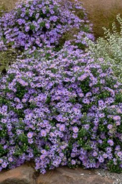 Raydon's Favorite Aromatic Aster (Aster Oblongifolius) - 1 Gallon Pot 12 Raydon's Favorite Aromatic Aster (Aster Oblongifolius) - 1 Gallon Pot -Breeze Sprout Sales aster oblongifolium raydons favorite 8
