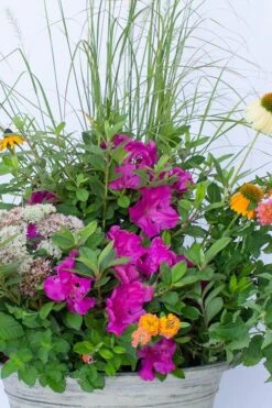 Echo Bloom 'N Again Azalea - 2 Gallon Pot -Breeze Sprout Sales azalea bloom n again augusta echo 4