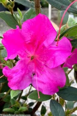 Echo Bloom 'N Again Azalea - 2 Gallon Pot -Breeze Sprout Sales azalea bloom n again augusta echo 7